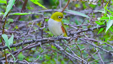 Chestnut-flanked White-eye
