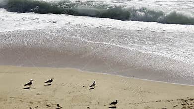Ocean waves roll onto a sandy beach where several seagulls