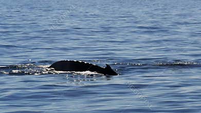 Humpback whale tail