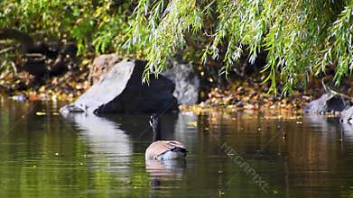 Canada goose swimming in serene pond water in slow motion