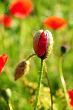 Red poppy bud