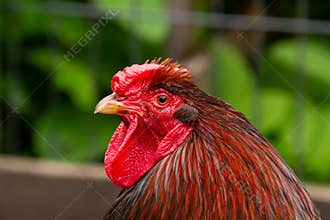 Barnevelder rooster looking at the camera