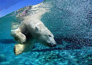Polar bear