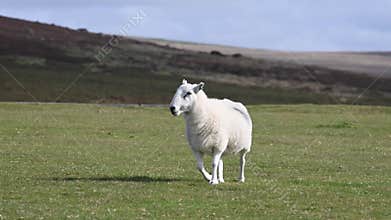 Cute lone sheep on Dartmoor