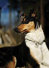 Beautiful smooth collie