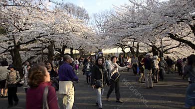 People celebrating the cherry blossom at Kudanishita in Tokyo
