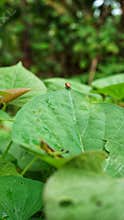 leaf beetles are at the top of the leaves and grasshoppers are below them