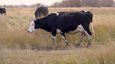 beautiful cattle eating grass, grazing on pasture. Sustainable farming of food crops. Herd of cows free range beef being