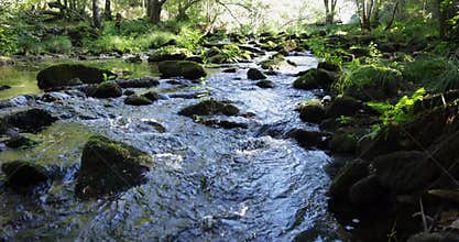 A brook is flowing in a green bright forest with trees