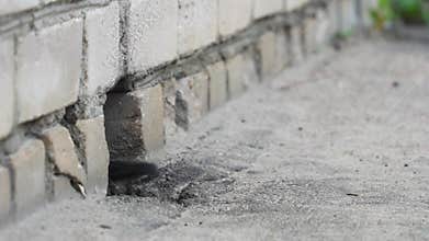 Stray kittens hiding in their shelter