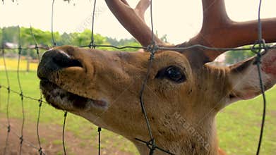 Deer on a farm in summer. Selective focus.