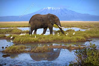 Elephant in Amboseli