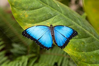 Blue Morpho Butterfly