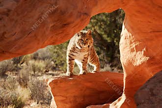 Bobcat
