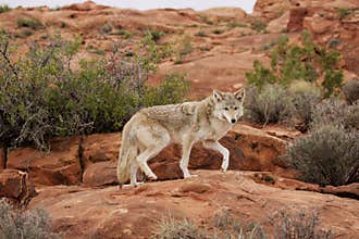 Coyote
