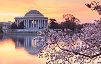 Washington DC Cherry Blossom Festival Sunrise