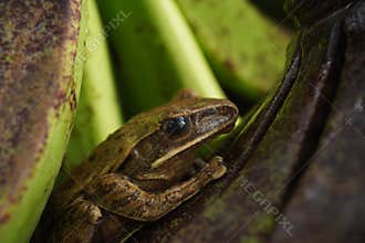a forest frog lives in a banana fruit