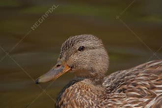 A female mallard duck with beautiful brown eyes