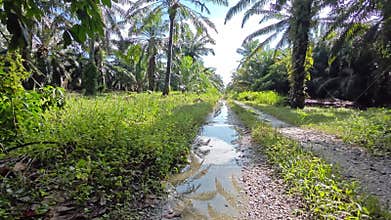 stagnant pool of rainwater along the diminishing perspective rural pathway into the rural countryside