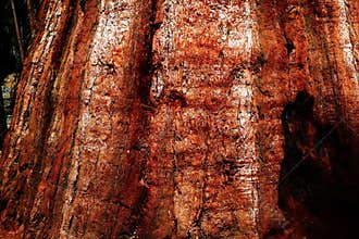 Giant Sequoia Trunk
