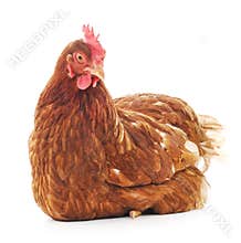Brown hen