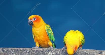 Two sun conures a medium-sized and vibrantly colored parrot species on the tree branch against blue sky