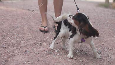 Naughty little dog paroda cavalier kings charles spaniel runs forward during a walk and pulls the leash with the