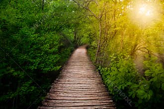 Deep forest pathway in the sunshine