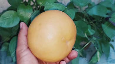 Close up view of large fresh grapefruit citrus fruit
