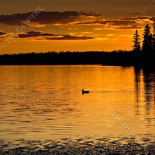 Sunset Loon
