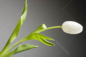 White tulip