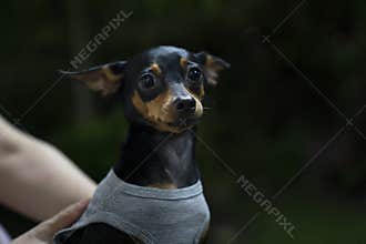 Miniature pinscher in the park. Selective focus. Shorthair.