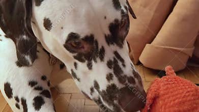 playful dalmatian dog happily chewing and holding an orange plush toy in its mouth on a wooden floor at home, symbolizing