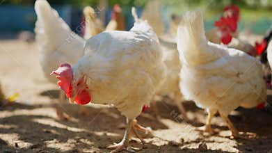 White broiler chicken foraging on a farm in a sunny day