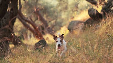 Jack Russell Terrier emerging from golden grass