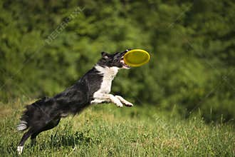 Border collie