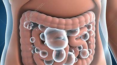 Realistic Animated Illustration of Human Digestive System with Accumulation of Gas Bubbles in Intestines on Blue Gradient