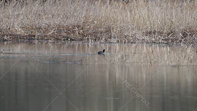 Video of waterfowl in spring