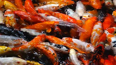 Colorful fish