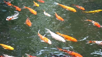 Colorful fish