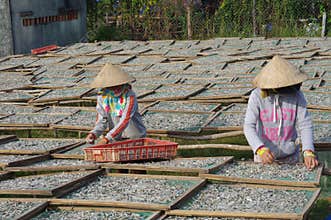 Vietnamese fish sauce factory