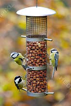 Garden birds on feeder