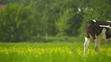 Cow goes through a meadow