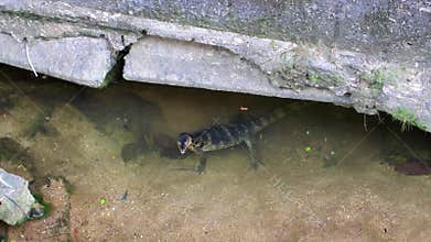 Monitor lizard is hiding under the rocks in river Thailand