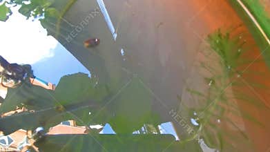 Guppy fish in water lily plant flower pot pond Thailand