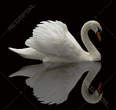 Reflected swan