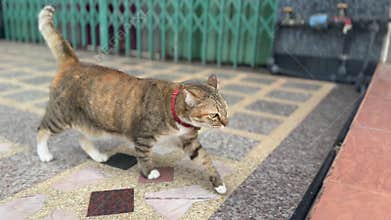 Urban street scene a domestic cat walking on patterned pavement outdoors and meowing while looking at camera