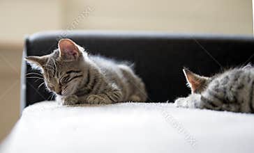 Kittens sleep
