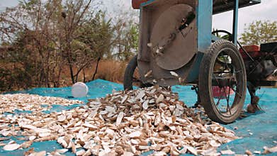 Cutting fresh cassava root into small chips. Agricultural process in cambodia for tapioca flour production