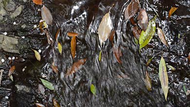 Brook with fallen leaves